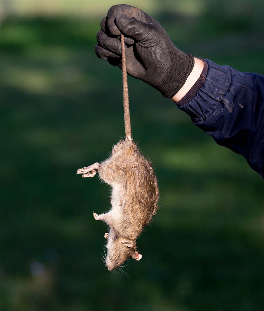 Mice extermination