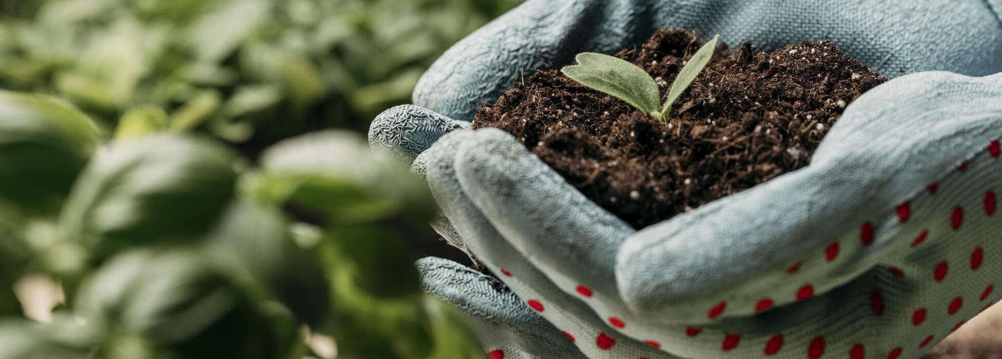 differenza-tra-concime-e-fertilizzante-verdecerchio Differenza tra concime e fertilizzante - Blog VerdeCerchio