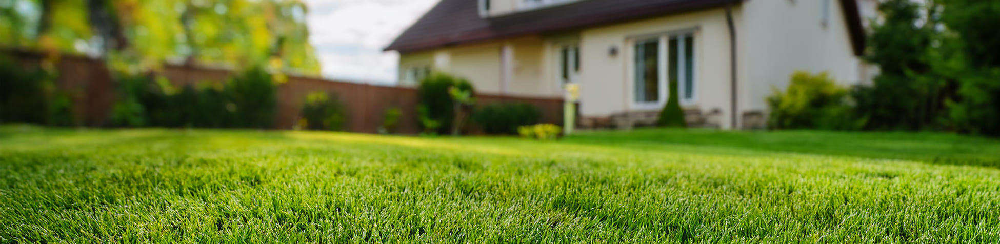 Sogni un tappeto erboso verde e sano? Ecco i migliori sementi per prato
